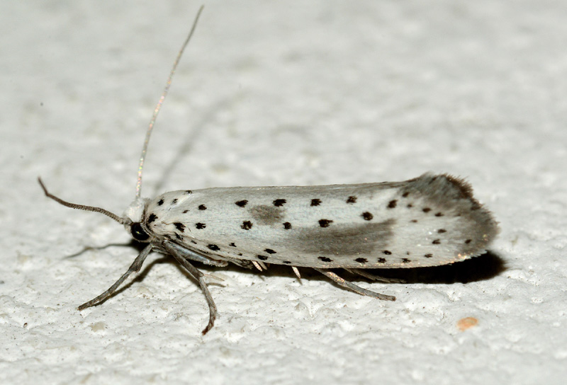 2 Yponomeutidae - Yponomeuta irrorella